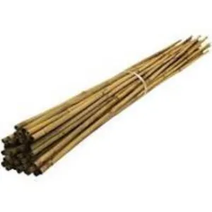 Bamboo Cane