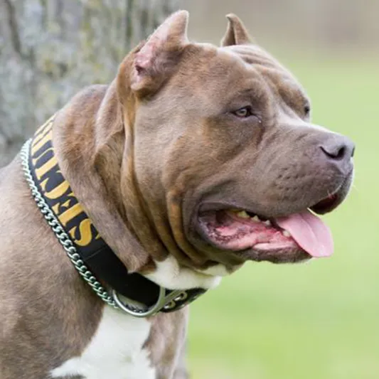 SUPATUFF® Strong Dog Collar SECURITY (Wide Fit)