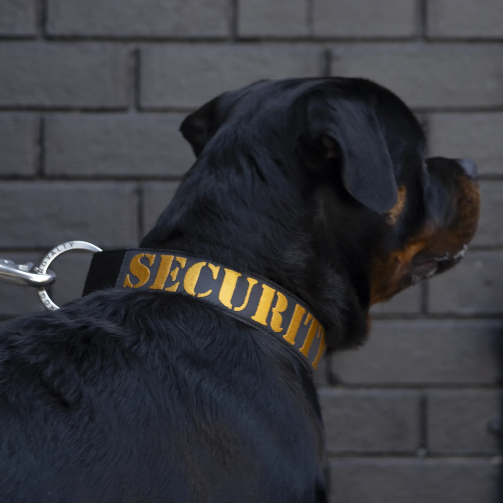 SUPATUFF® Strong Dog Collar SECURITY (Wide Fit)